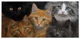 Cats Sassafrass Switch Mat